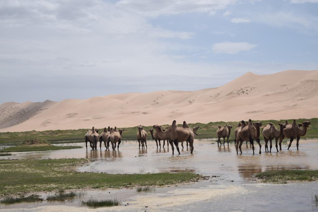 Wonder Mongolia Guesthouse And Tour Operator Llc Улан-Батор Экстерьер фото