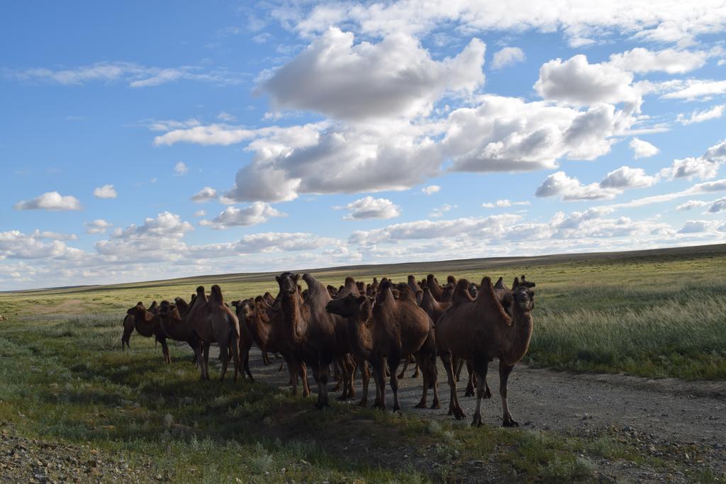 Wonder Mongolia Guesthouse And Tour Operator Llc Улан-Батор Экстерьер фото